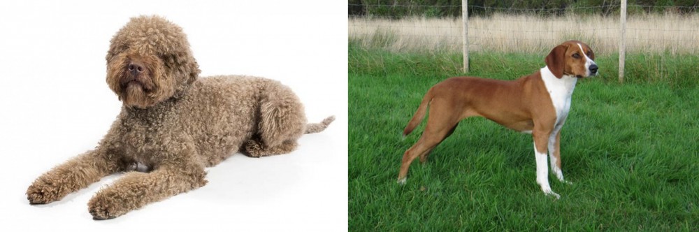 Hygenhund vs Lagotto Romagnolo - Breed Comparison