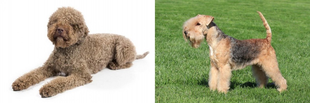 Lakeland Terrier vs Lagotto Romagnolo - Breed Comparison