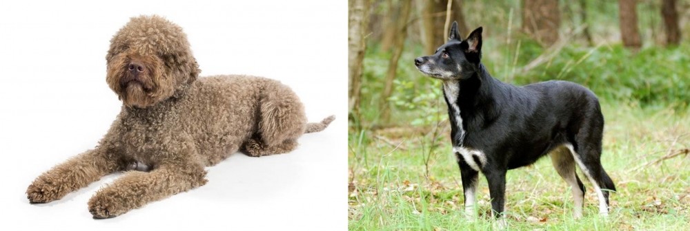 Lapponian Herder vs Lagotto Romagnolo - Breed Comparison
