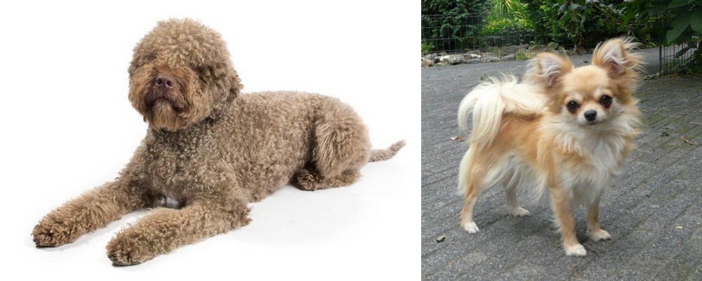 Long Haired Chihuahua vs Lagotto Romagnolo - Breed Comparison