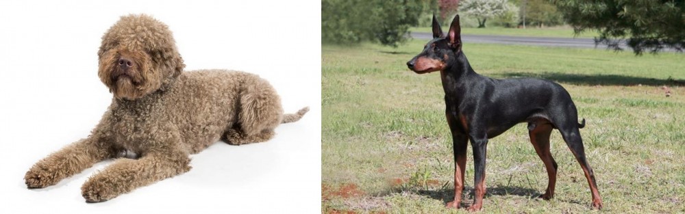 Manchester Terrier vs Lagotto Romagnolo - Breed Comparison