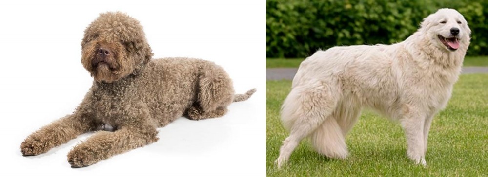 Maremma Sheepdog vs Lagotto Romagnolo - Breed Comparison