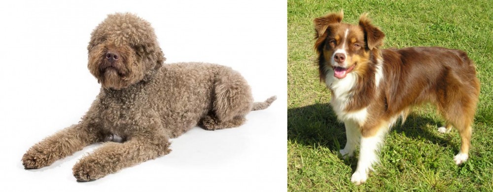 Miniature Australian Shepherd vs Lagotto Romagnolo - Breed Comparison