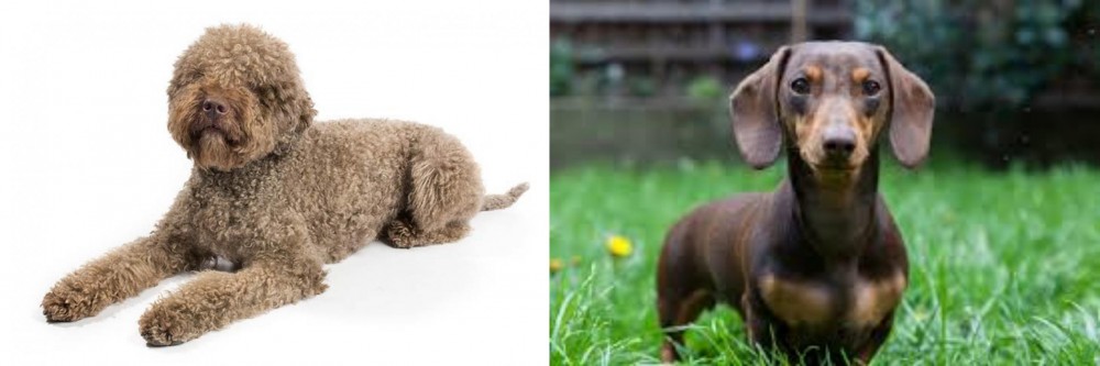 Miniature Dachshund vs Lagotto Romagnolo - Breed Comparison