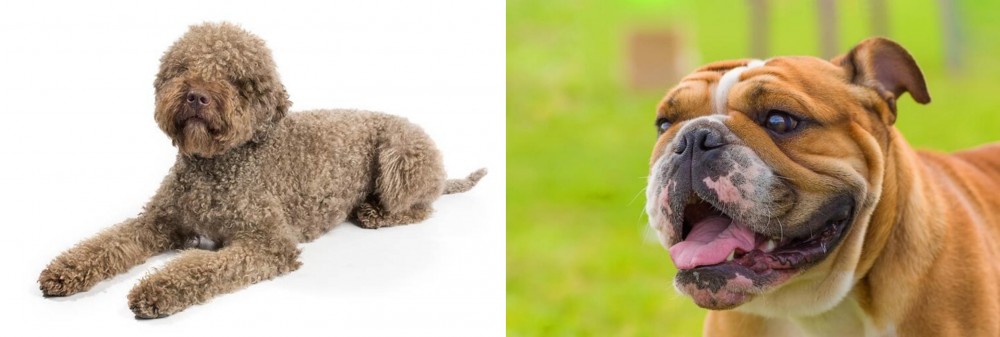 Miniature English Bulldog vs Lagotto Romagnolo - Breed Comparison