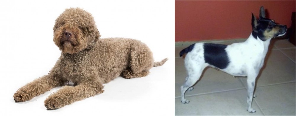 Miniature Fox Terrier vs Lagotto Romagnolo - Breed Comparison
