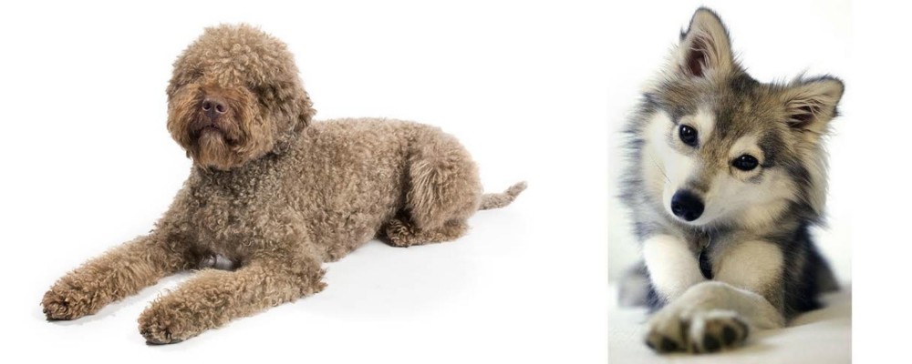 Miniature Siberian Husky vs Lagotto Romagnolo - Breed Comparison
