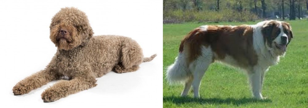 Moscow Watchdog vs Lagotto Romagnolo - Breed Comparison
