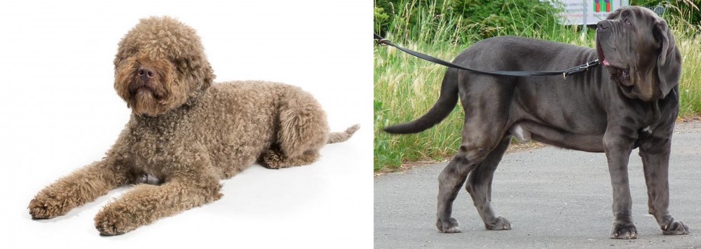 Neapolitan Mastiff vs Lagotto Romagnolo - Breed Comparison
