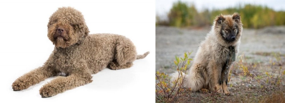 Nenets Herding Laika vs Lagotto Romagnolo - Breed Comparison