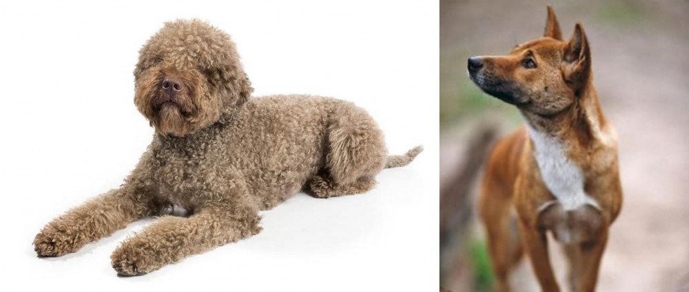 New Guinea Singing Dog vs Lagotto Romagnolo - Breed Comparison