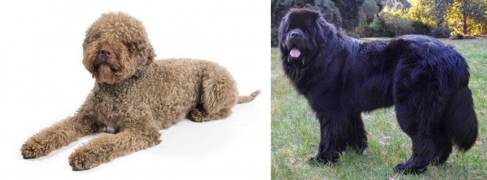 Newfoundland Dog vs Lagotto Romagnolo - Breed Comparison