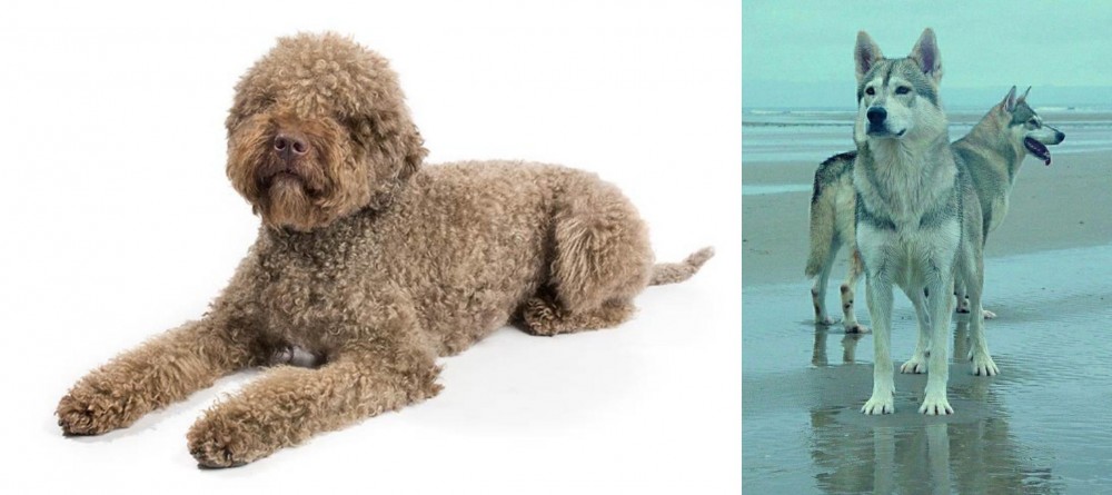 Northern Inuit Dog vs Lagotto Romagnolo - Breed Comparison