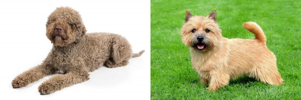 Norwich Terrier vs Lagotto Romagnolo - Breed Comparison