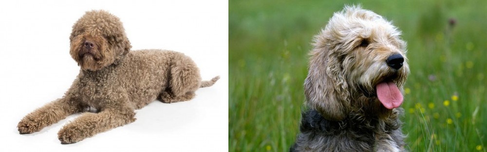 Otterhound vs Lagotto Romagnolo - Breed Comparison