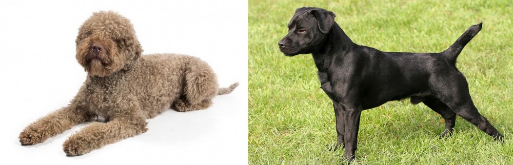 Patterdale Terrier vs Lagotto Romagnolo - Breed Comparison
