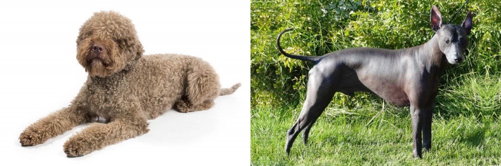 Peruvian Hairless vs Lagotto Romagnolo - Breed Comparison