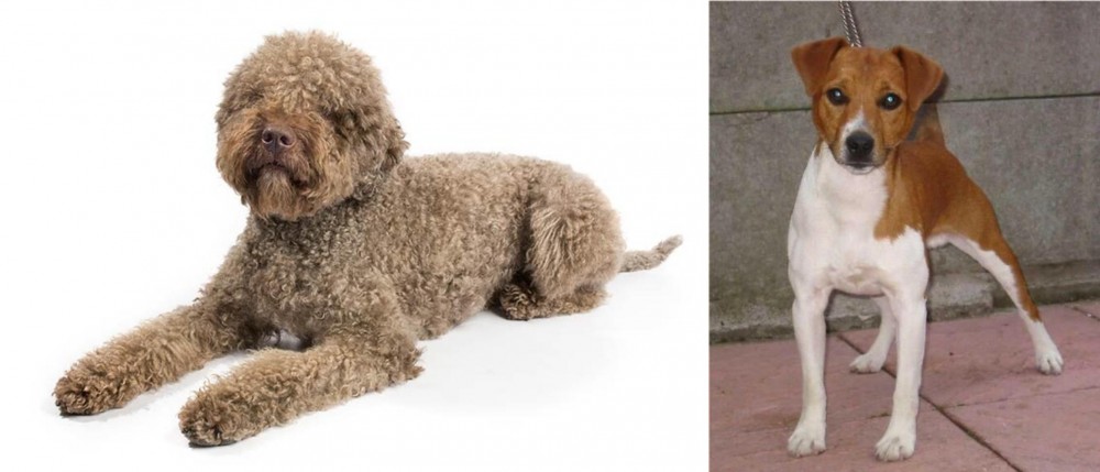 Plummer Terrier vs Lagotto Romagnolo - Breed Comparison