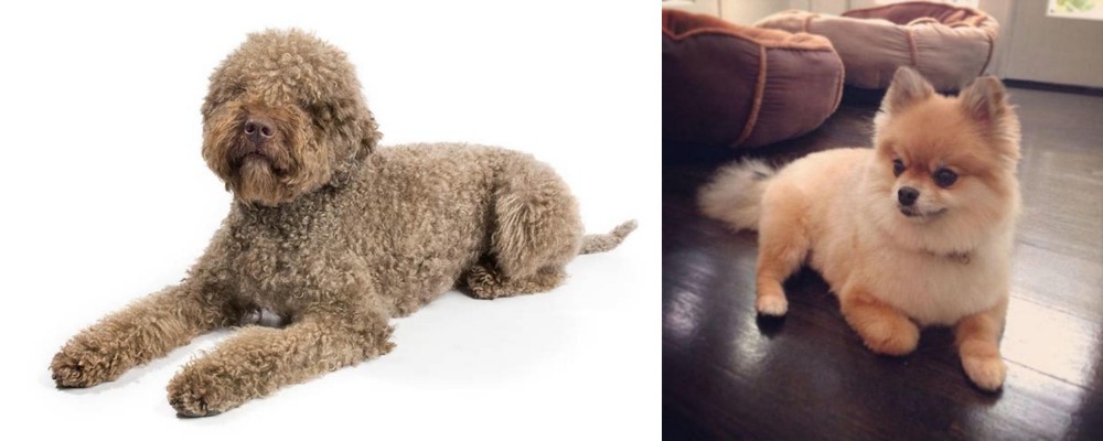 Pomeranian vs Lagotto Romagnolo - Breed Comparison