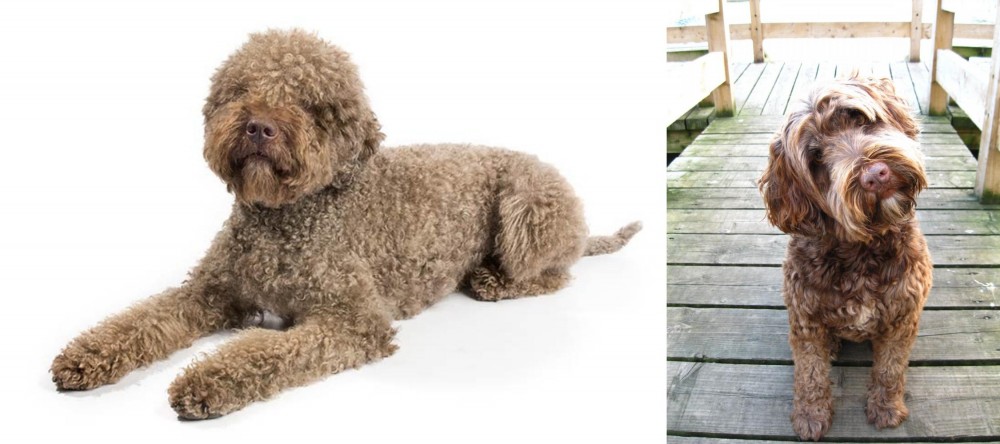 Portuguese Water Dog vs Lagotto Romagnolo - Breed Comparison