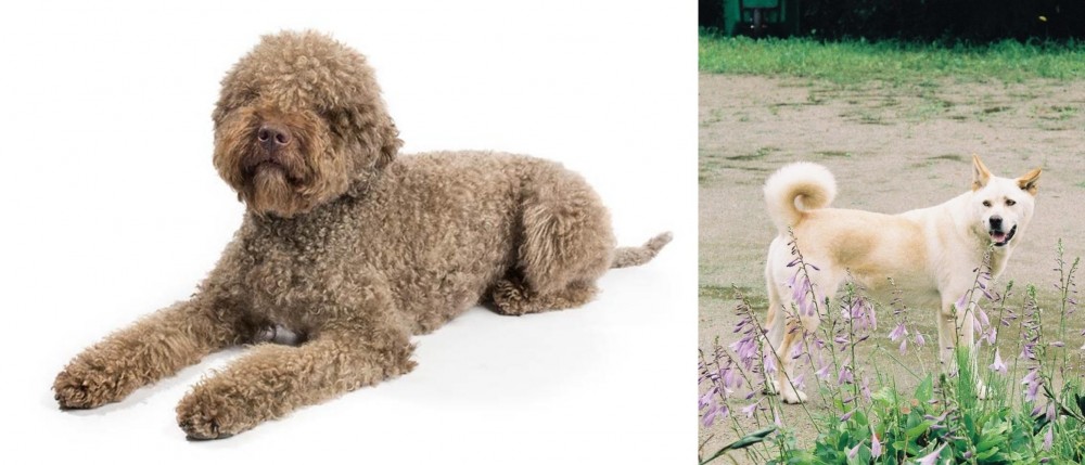 Pungsan Dog vs Lagotto Romagnolo - Breed Comparison