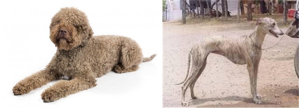 Rampur Greyhound vs Lagotto Romagnolo - Breed Comparison