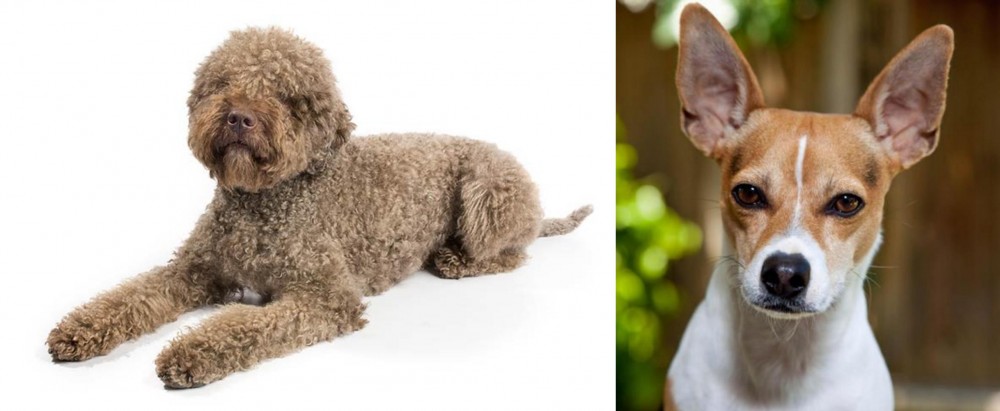 Rat Terrier vs Lagotto Romagnolo - Breed Comparison