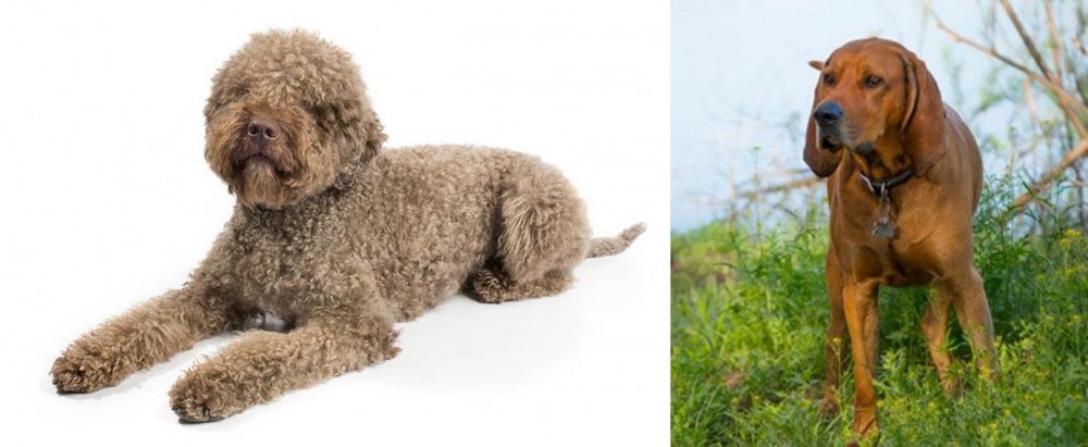 Redbone Coonhound vs Lagotto Romagnolo - Breed Comparison