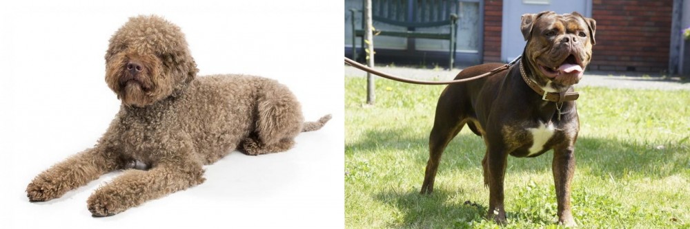 Renascence Bulldogge vs Lagotto Romagnolo - Breed Comparison