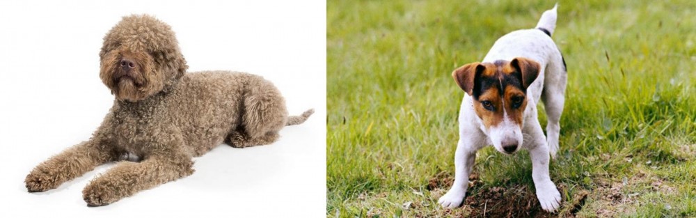 Russell Terrier vs Lagotto Romagnolo - Breed Comparison