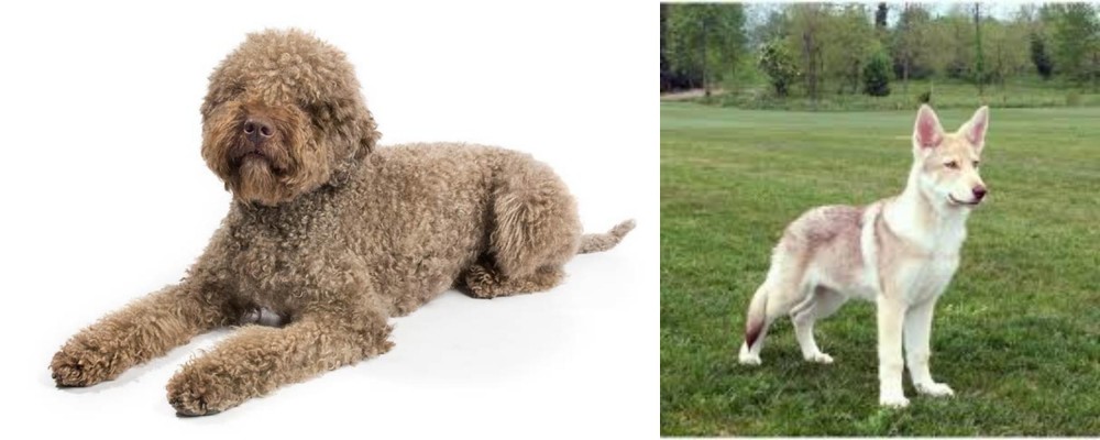 Saarlooswolfhond vs Lagotto Romagnolo - Breed Comparison