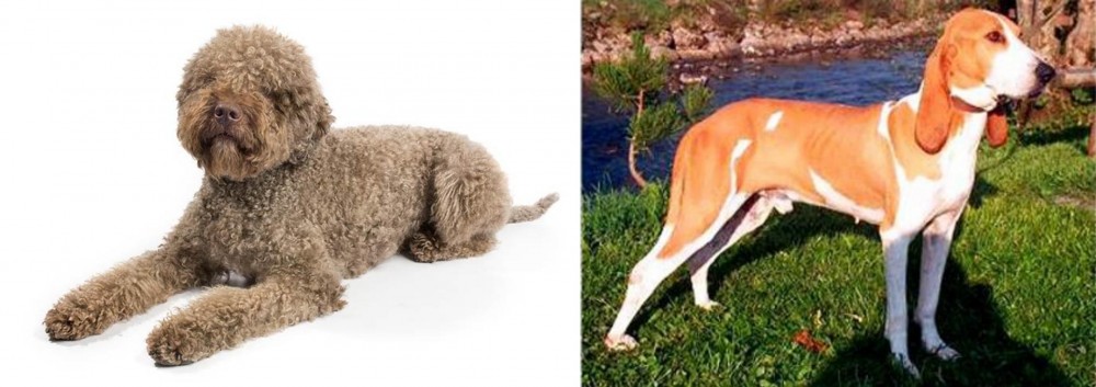Schweizer Laufhund vs Lagotto Romagnolo - Breed Comparison