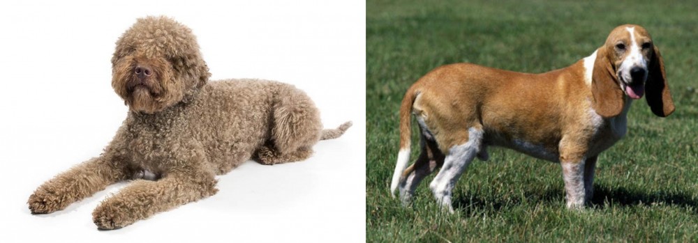 Schweizer Niederlaufhund vs Lagotto Romagnolo - Breed Comparison