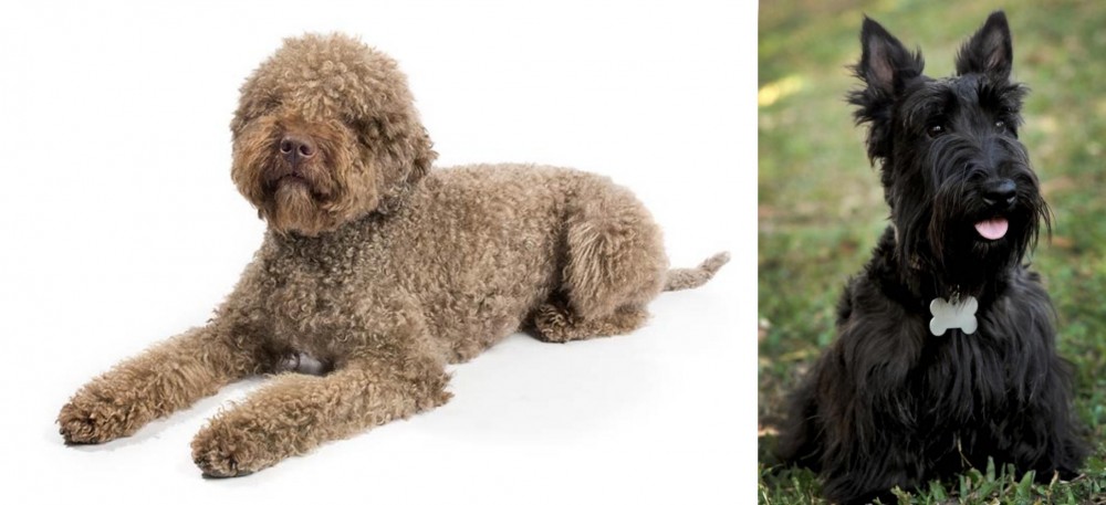 Scoland Terrier vs Lagotto Romagnolo - Breed Comparison