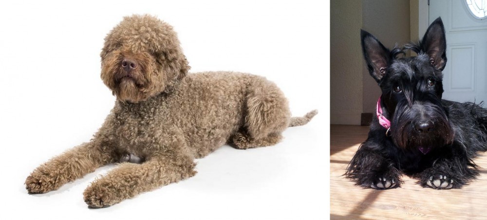 Scottish Terrier vs Lagotto Romagnolo - Breed Comparison