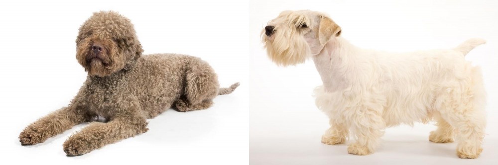 Sealyham Terrier vs Lagotto Romagnolo - Breed Comparison