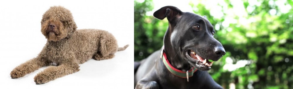 Shepard Labrador vs Lagotto Romagnolo - Breed Comparison