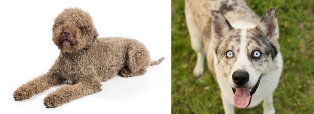 Shepherd Husky vs Lagotto Romagnolo - Breed Comparison