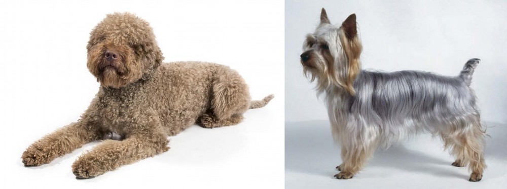 Silky Terrier vs Lagotto Romagnolo - Breed Comparison