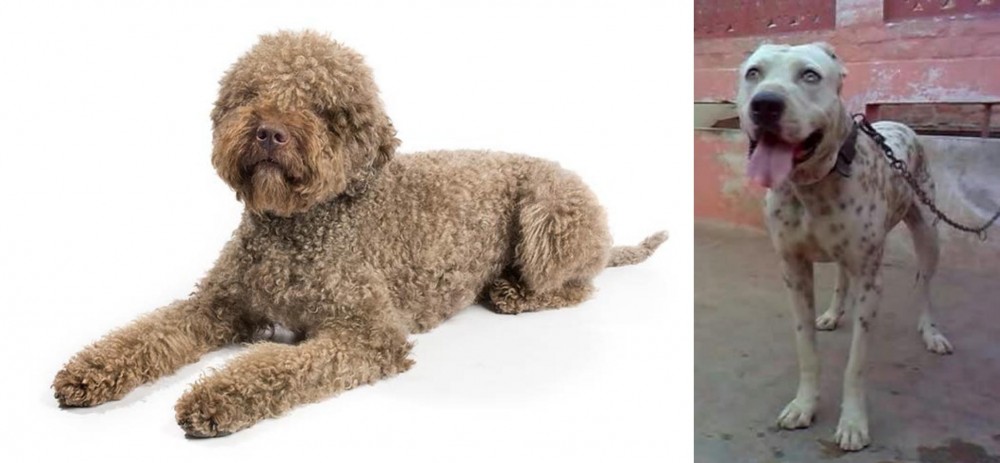 Sindh Mastiff vs Lagotto Romagnolo - Breed Comparison