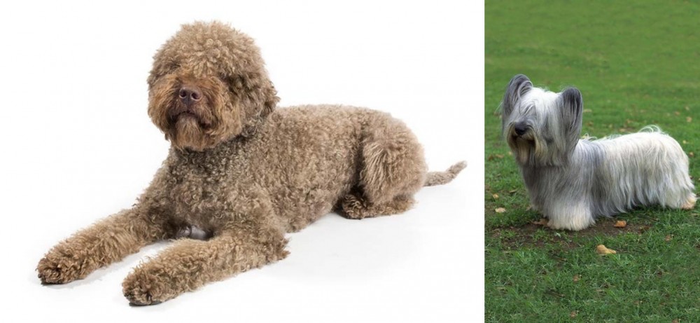 Skye Terrier vs Lagotto Romagnolo - Breed Comparison