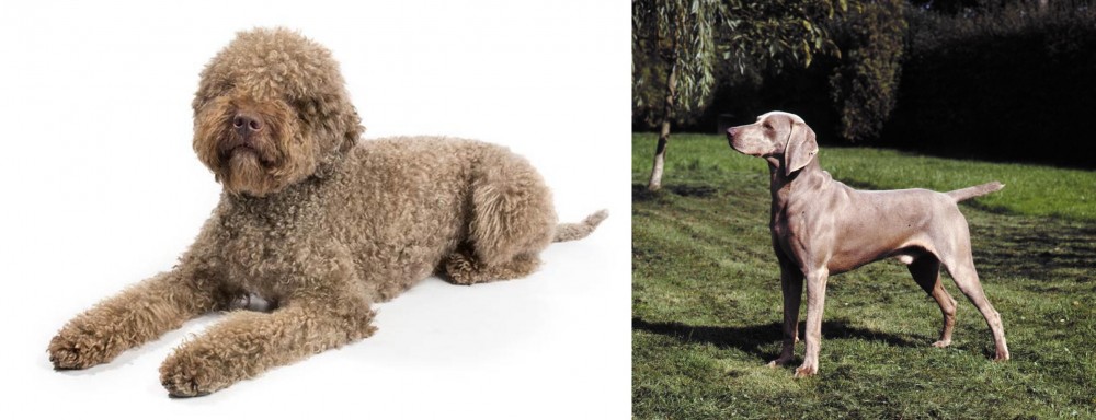 Smooth Haired Weimaraner vs Lagotto Romagnolo - Breed Comparison