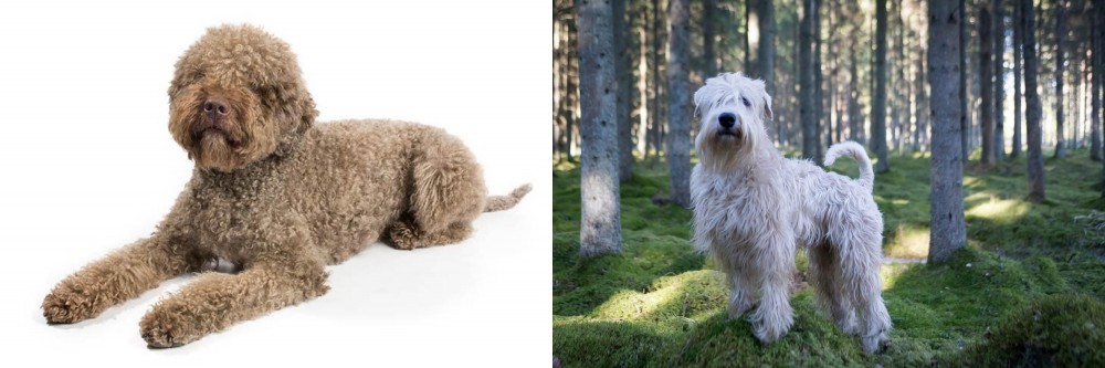 Soft-Coated Wheaten Terrier vs Lagotto Romagnolo - Breed Comparison