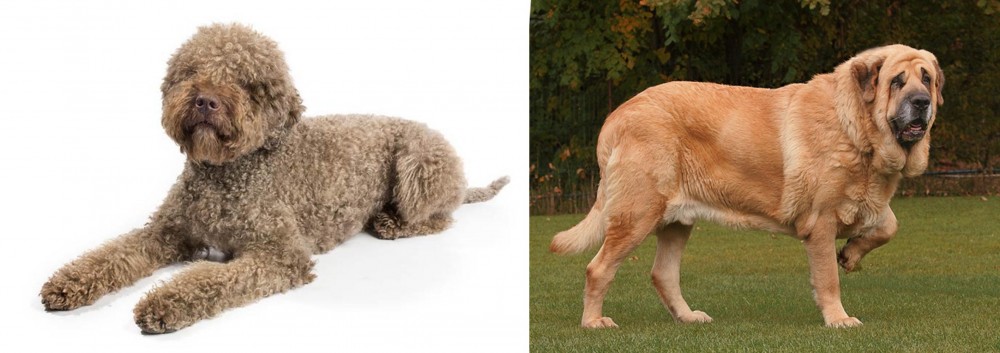 Spanish Mastiff vs Lagotto Romagnolo - Breed Comparison