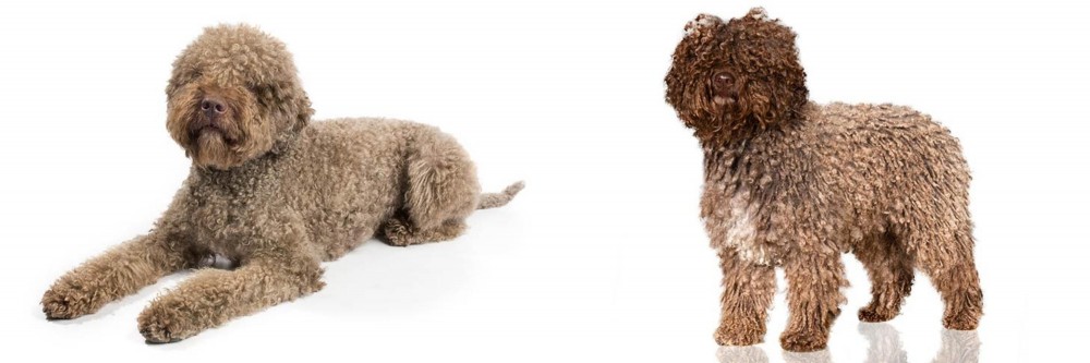 Spanish Water Dog vs Lagotto Romagnolo - Breed Comparison
