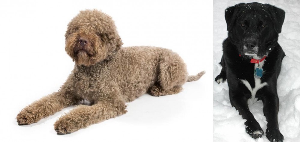 St. John's Water Dog vs Lagotto Romagnolo - Breed Comparison