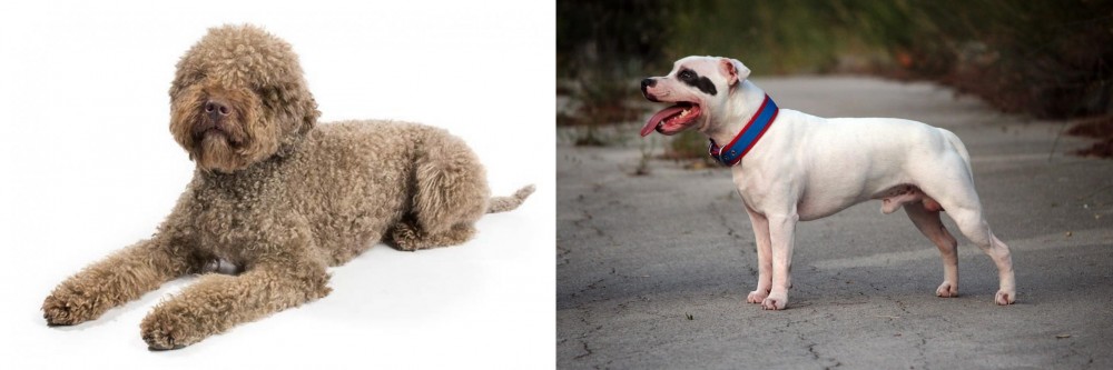 Staffordshire Bull Terrier vs Lagotto Romagnolo - Breed Comparison