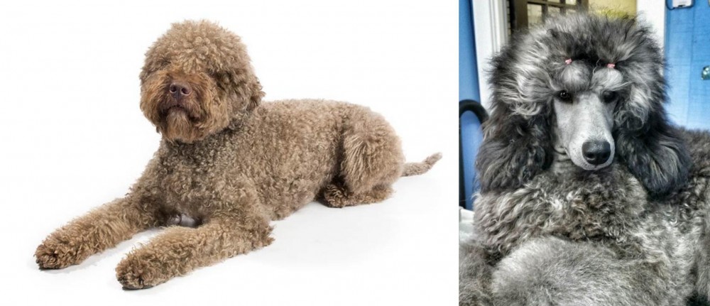 Standard Poodle vs Lagotto Romagnolo - Breed Comparison