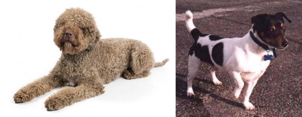 Teddy Roosevelt Terrier vs Lagotto Romagnolo - Breed Comparison