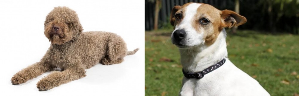 Tenterfield Terrier vs Lagotto Romagnolo - Breed Comparison
